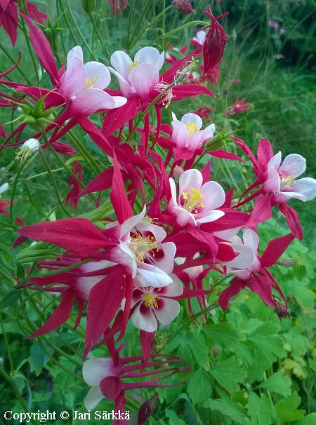 Aquilegia Cultorum-Ryhmä 'Crimson Star'